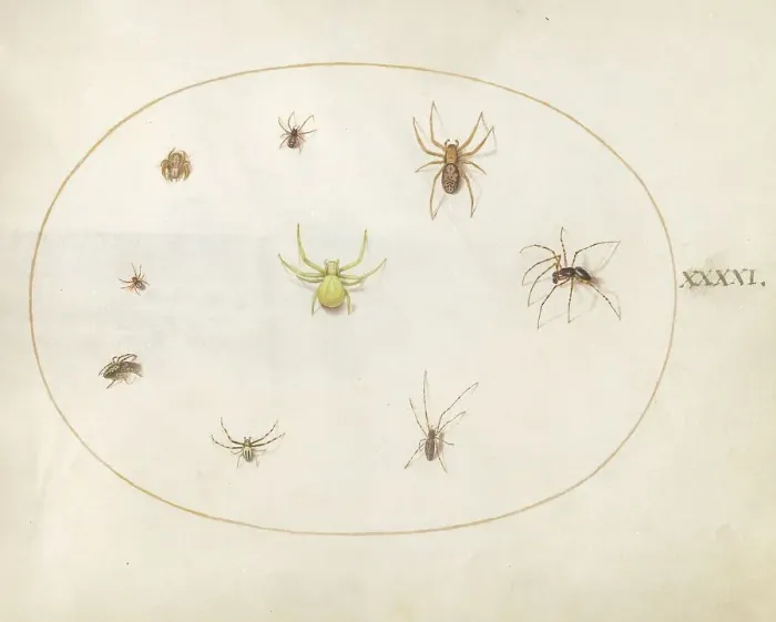 Framed Print : Plate 41: Yellow Spider Surrounded by Eight Spiders, c. 1575 / 1580. Creator: Joris Hoefnagel Framed Print : Plate 41: Yellow Spider Surrounded by Eight Spiders, c. 1575 / 1580. Creator: Joris Hoefnagel