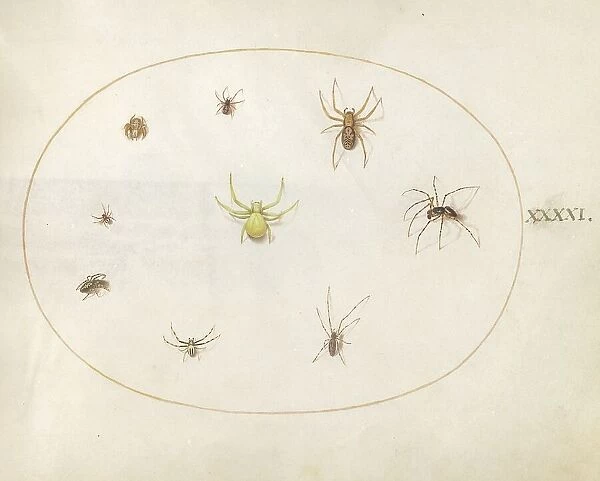 Plate 41: Yellow Spider Surrounded by Eight Spiders, c. 1575 / 1580. Creator: Joris Hoefnagel