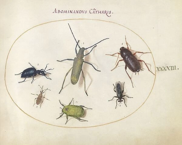 Plate 43: Beetles and Insects, c. 1575 / 1580. Creator: Joris Hoefnagel
