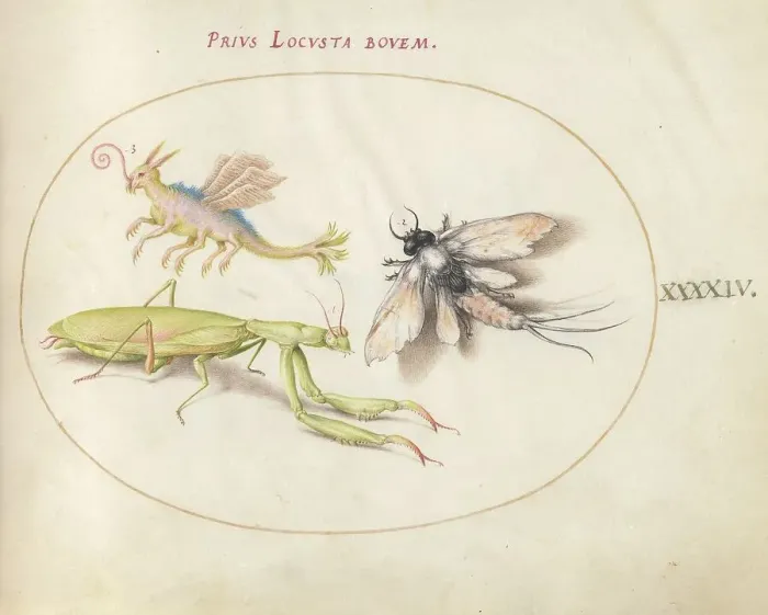 Framed Print : Plate 44: Mantis and Mayfly with an Imaginary Insect, c. 1575 / 1580. Creator: Joris Hoefnagel Framed Print : Plate 44: Mantis and Mayfly with an Imaginary Insect, c. 1575 / 1580. Creator: Joris Hoefnagel