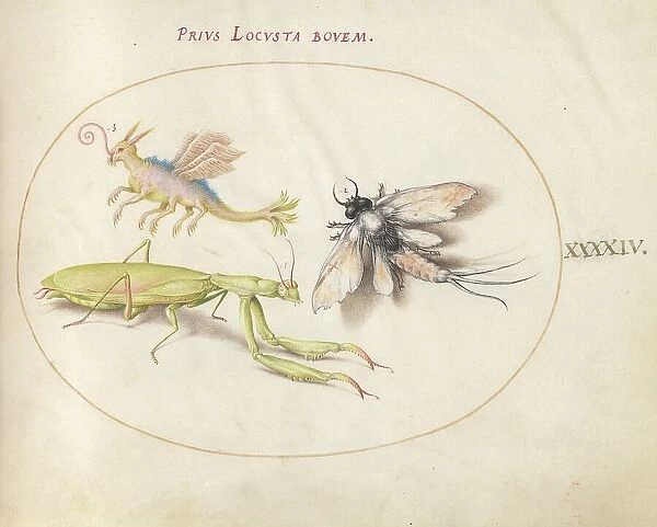 Plate 44: Mantis and Mayfly with an Imaginary Insect, c. 1575 / 1580. Creator: Joris Hoefnagel