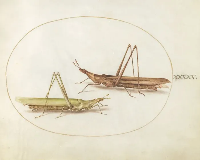 Framed Print : Plate 45: Two Grasshoppers, c. 1575 / 1580. Creator: Joris Hoefnagel Framed Print : Plate 45: Two Grasshoppers, c. 1575 / 1580. Creator: Joris Hoefnagel