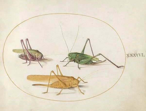 Plate 46: Three Grasshoppers, c. 1575 / 1580. Creator: Joris Hoefnagel