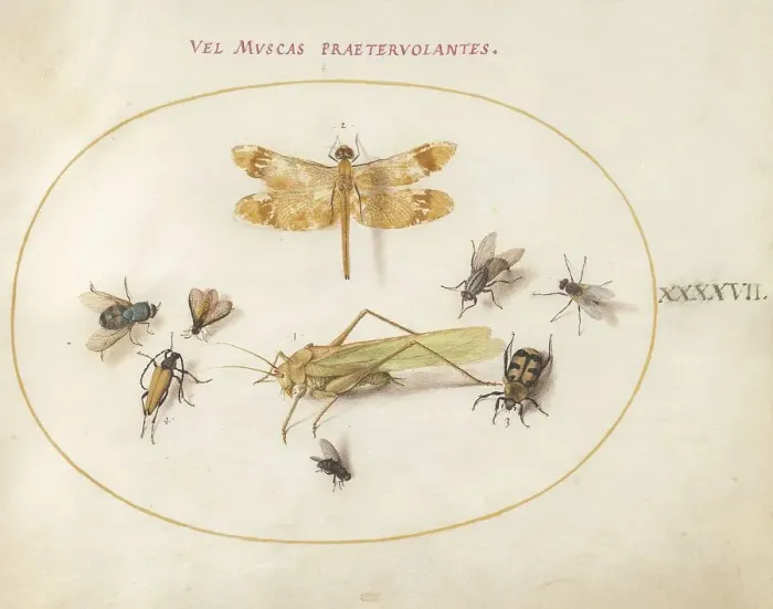 Framed Print : Plate 47: A Dragonfly, a Grasshopper, Flies, and Other Insects, c. 1575 / 1580. Creator: Joris Hoefnagel Framed Print : Plate 47: A Dragonfly, a Grasshopper, Flies, and Other Insects, c. 1575 / 1580. Creator: Joris Hoefnagel