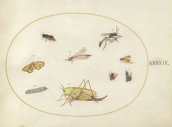 Plate 49: A Grasshopper, a Caterpillar, a Butterfly, a Moth, and Other Insects, c. 1575 / 1580. Creator: Joris Hoefnagel
