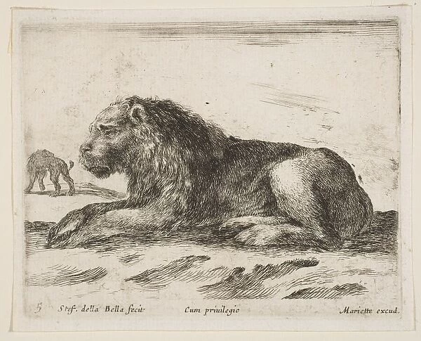 Plate 5: reclining lion, from Various animals (Diversi animali), 1641