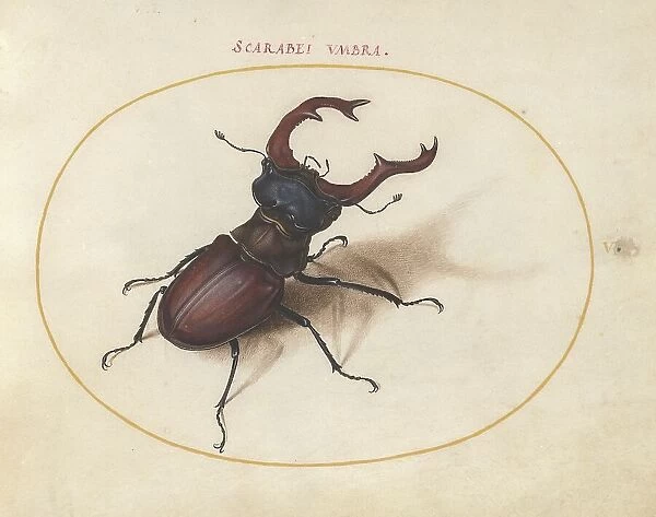 Plate 5: Stag Beetle, c. 1575 / 1580. Creator: Joris Hoefnagel