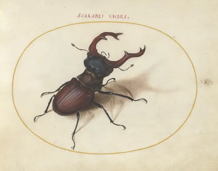 Framed Print : Plate 5: Stag Beetle, c. 1575 / 1580. Creator: Joris Hoefnagel Framed Print : Plate 5: Stag Beetle, c. 1575 / 1580. Creator: Joris Hoefnagel