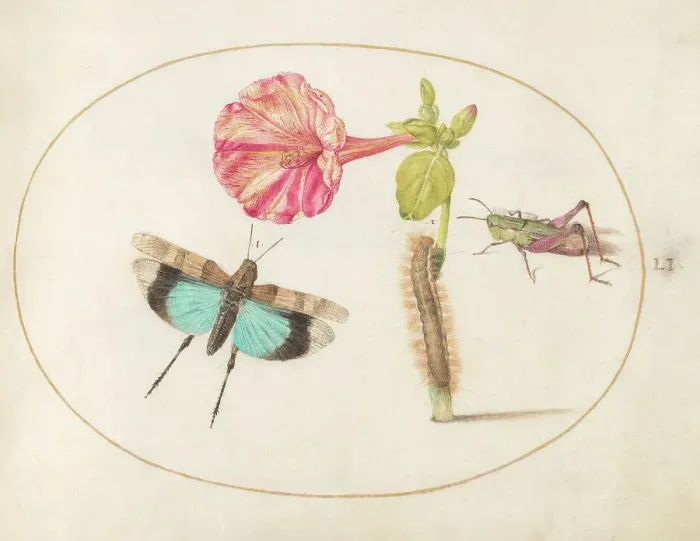 Framed Print : Plate 51: Grasshoppers and a Caterpillar with a Four O'Clock Flower, c. 1575 / 1580. Creator: Joris Hoefnagel Framed Print : Plate 51: Grasshoppers and a Caterpillar with a Four O'Clock Flower, c. 1575 / 1580. Creator: Joris Hoefnagel