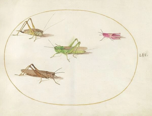 Plate 52: Four Grasshoppers, c. 1575 / 1580. Creator: Joris Hoefnagel