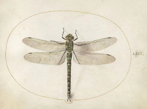 Plate 53: Dragonfly, c. 1575 / 1580. Creator: Joris Hoefnagel
