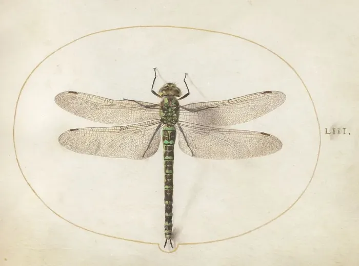 Framed Print : Plate 53: Dragonfly, c. 1575 / 1580. Creator: Joris Hoefnagel Framed Print : Plate 53: Dragonfly, c. 1575 / 1580. Creator: Joris Hoefnagel