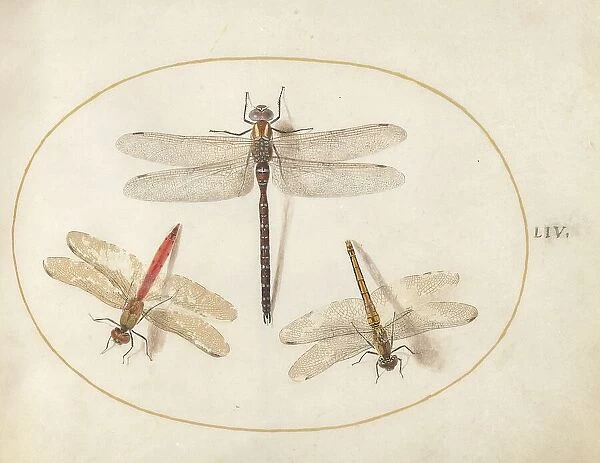 Plate 54: Three Dragonflies, c. 1575 / 1580. Creator: Joris Hoefnagel
