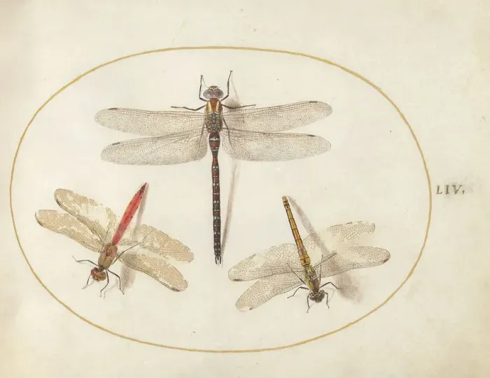 Framed Print : Plate 54: Three Dragonflies, c. 1575 / 1580. Creator: Joris Hoefnagel