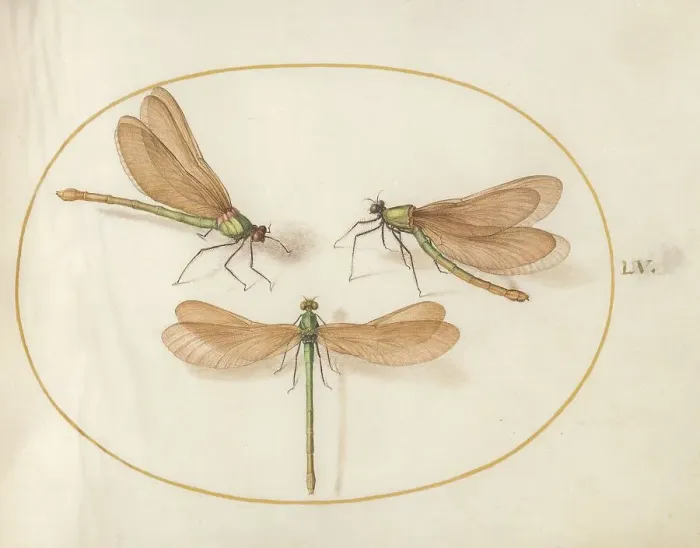 Framed Print : Plate 55: Three Green Dragonflies with Brown Wings, c. 1575 / 1580. Creator: Joris Hoefnagel Framed Print : Plate 55: Three Green Dragonflies with Brown Wings, c. 1575 / 1580. Creator: Joris Hoefnagel