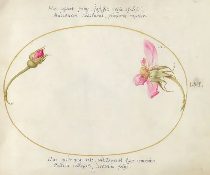 Framed Print : Plate 56: A Rosebud and a Disintegrating Pink Rose, c. 1575 / 1580. Creator: Joris Hoefnagel Framed Print : Plate 56: A Rosebud and a Disintegrating Pink Rose, c. 1575 / 1580. Creator: Joris Hoefnagel