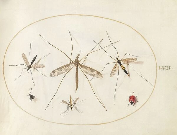 Plate 57: A Ladybug, a Fly, and Four Other Insects, c. 1575 / 1580. Creator: Joris Hoefnagel