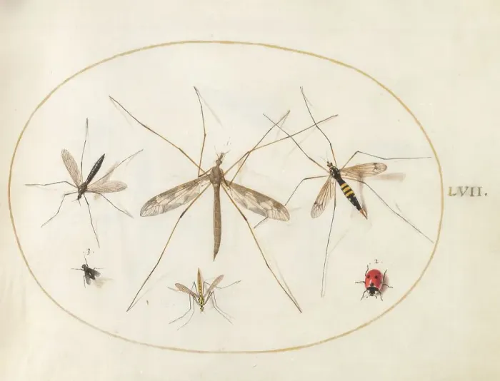 Framed Print : Plate 57: A Ladybug, a Fly, and Four Other Insects, c. 1575 / 1580. Creator: Joris Hoefnagel Framed Print : Plate 57: A Ladybug, a Fly, and Four Other Insects, c. 1575 / 1580. Creator: Joris Hoefnagel