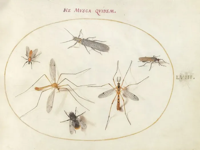 Framed Print : Plate 58: A Bee and Five Other Insects, c. 1575 / 1580. Creator: Joris Hoefnagel Framed Print : Plate 58: A Bee and Five Other Insects, c. 1575 / 1580. Creator: Joris Hoefnagel