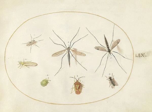 Plate 59: Seven Assorted Insects, c. 1575 / 1580. Creator: Joris Hoefnagel