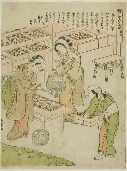 Framed Print : Plate 6 (Examining the Newly Spun Cocoons), from the series Kaiko Yashinai-gusa, Japan, c. 1772. Creator: Shunsho. Plate 6 (Examining the Newly Spun Cocoons), from the series Kaiko Yashinai-gusa, Japan, c. 1772. Creator: Shunsho Framed Print : Plate 6 (Examining the Newly Spun Cocoons), from the series Kaiko Yashinai-gusa, Japan, c. 1772. Creator: Shunsho. Plate 6 (Examining the Newly Spun Cocoons), from the series Kaiko Yashinai-gusa, Japan, c. 1772. Creator: Shunsho