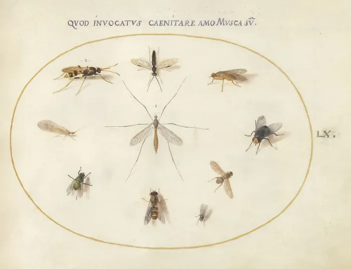 Framed Print : Plate 60: Flies and Other Insects, c. 1575 / 1580. Creator: Joris Hoefnagel Framed Print : Plate 60: Flies and Other Insects, c. 1575 / 1580. Creator: Joris Hoefnagel