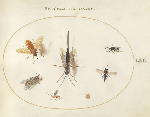 Plate 61: Seven Insects, Including a Small Striped Beetle, c. 1575 / 1580. Creator: Joris Hoefnagel