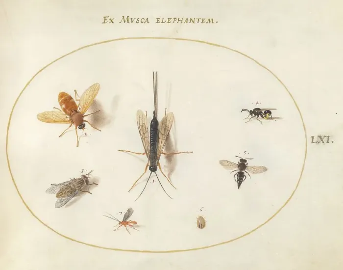 Framed Print : Plate 61: Seven Insects, Including a Small Striped Beetle, c. 1575 / 1580. Creator: Joris Hoefnagel Framed Print : Plate 61: Seven Insects, Including a Small Striped Beetle, c. 1575 / 1580. Creator: Joris Hoefnagel
