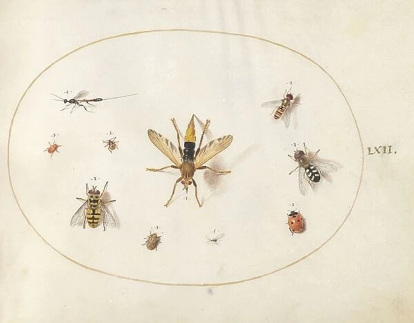 Plate 62: Ten Insects, c. 1575 / 1580. Creator: Joris Hoefnagel