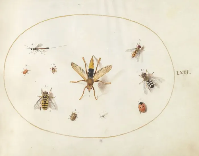 Framed Print : Plate 62: Ten Insects, c. 1575 / 1580. Creator: Joris Hoefnagel Framed Print : Plate 62: Ten Insects, c. 1575 / 1580. Creator: Joris Hoefnagel