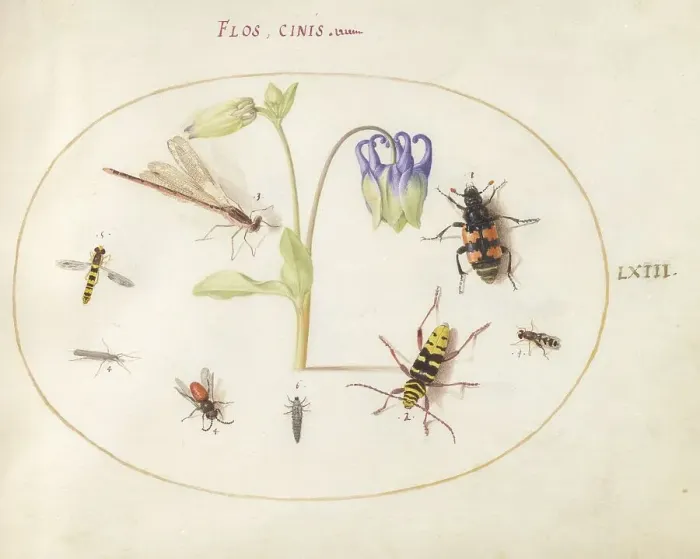 Framed Print : Plate 63: A Dragonfly and Seven Other Insects with a Blue and White Columbine, c. 1575 / 1580. Creator: Joris Hoefnagel Framed Print : Plate 63: A Dragonfly and Seven Other Insects with a Blue and White Columbine, c. 1575 / 1580. Creator: Joris Hoefnagel