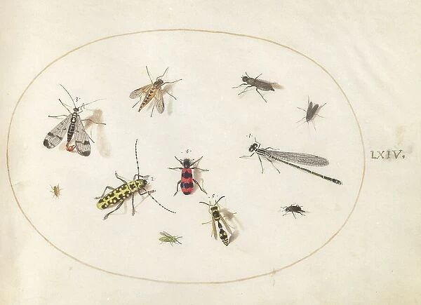 Plate 64: Eleven Insects, Including a Dragonfly and Longhorn Beetle, c. 1575 / 1580. Creator: Joris Hoefnagel
