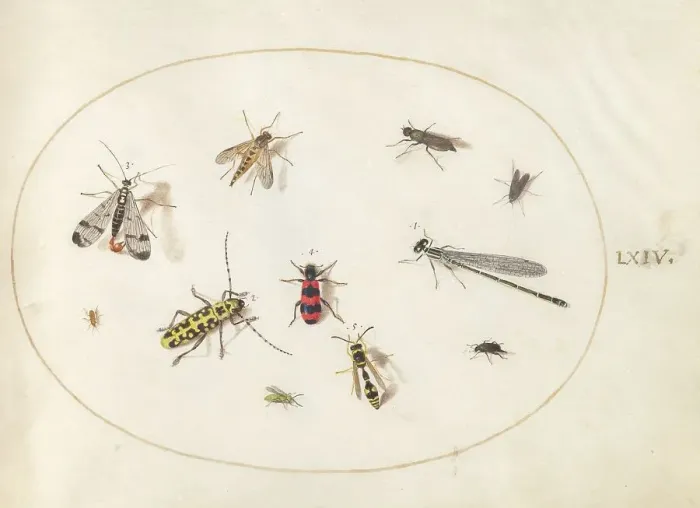 Framed Print : Plate 64: Eleven Insects, Including a Dragonfly and Longhorn Beetle, c. 1575 / 1580. Creator: Joris Hoefnagel Framed Print : Plate 64: Eleven Insects, Including a Dragonfly and Longhorn Beetle, c. 1575 / 1580. Creator: Joris Hoefnagel