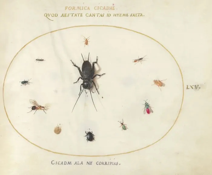 Framed Print : Plate 65: A Cricket Surrounded by Insects, c. 1575 / 1580. Creator: Joris Hoefnagel Framed Print : Plate 65: A Cricket Surrounded by Insects, c. 1575 / 1580. Creator: Joris Hoefnagel
