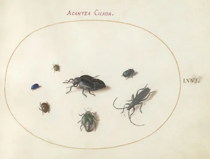 Framed Print : Plate 66: Two Oil Beetles, a Longhorn Beetle, and Four Other Insects, c. 1575 / 1580. Creator: Joris Hoefnagel