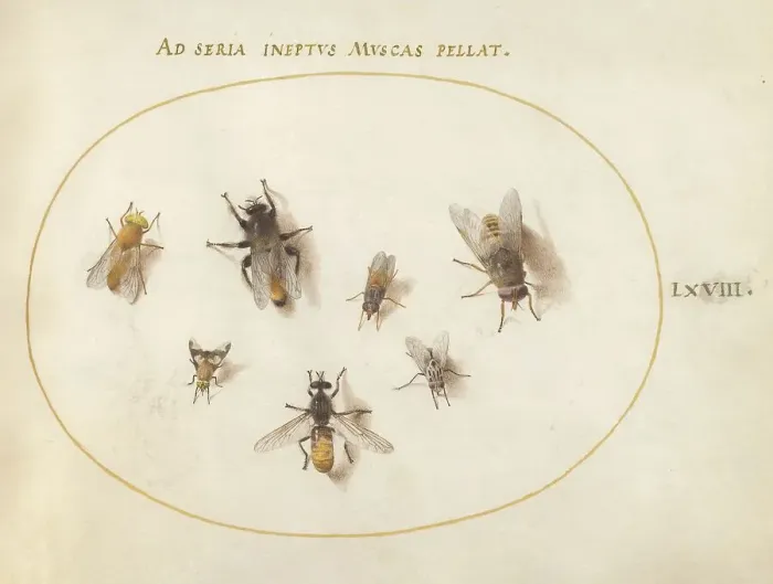Framed Print : Plate 68: Seven Bees and Flies, c. 1575 / 1580. Creator: Joris Hoefnagel Framed Print : Plate 68: Seven Bees and Flies, c. 1575 / 1580. Creator: Joris Hoefnagel
