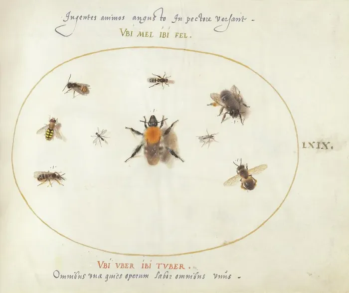 Framed Print : Plate 69: Nine Bees and Other Insects, c. 1575 / 1580. Creator: Joris Hoefnagel Framed Print : Plate 69: Nine Bees and Other Insects, c. 1575 / 1580. Creator: Joris Hoefnagel