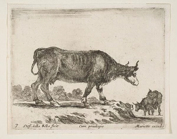 Plate 7: ox, from Various animals (Diversi animali), ca. 1641