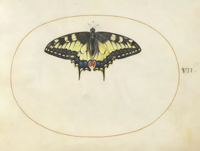 Framed Print : Plate 7: Swallowtail Butterfly, c. 1575 / 1580. Creator: Joris Hoefnagel Framed Print : Plate 7: Swallowtail Butterfly, c. 1575 / 1580. Creator: Joris Hoefnagel