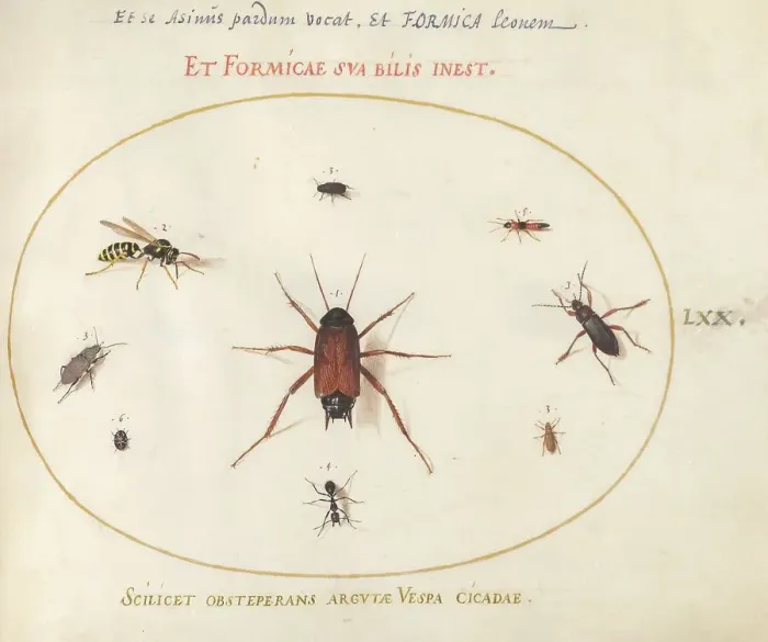 Framed Print : Plate 70: A Roach Surrounded by Insects, c. 1575 / 1580. Creator: Joris Hoefnagel Framed Print : Plate 70: A Roach Surrounded by Insects, c. 1575 / 1580. Creator: Joris Hoefnagel