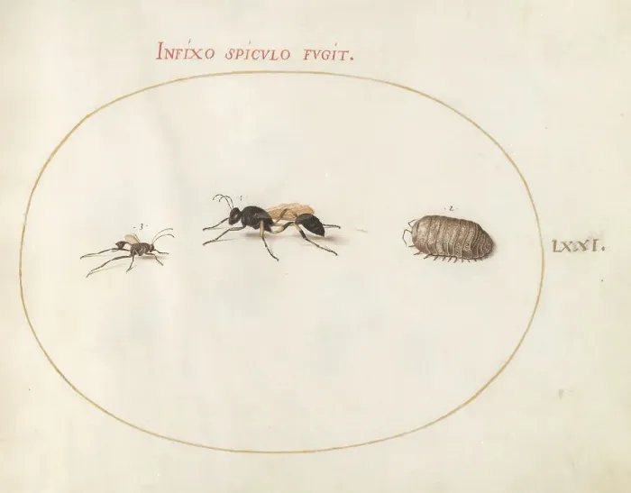 Framed Print : Plate 71: Two Wasps and a Pill Bug, c. 1575 / 1580. Creator: Joris Hoefnagel Framed Print : Plate 71: Two Wasps and a Pill Bug, c. 1575 / 1580. Creator: Joris Hoefnagel