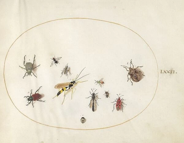 Plate 72: Shield Bug, Wasp, and Other Insects, c. 1575 / 1580. Creator: Joris Hoefnagel
