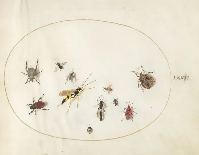 Framed Print : Plate 72: Shield Bug, Wasp, and Other Insects, c. 1575 / 1580. Creator: Joris Hoefnagel Framed Print : Plate 72: Shield Bug, Wasp, and Other Insects, c. 1575 / 1580. Creator: Joris Hoefnagel