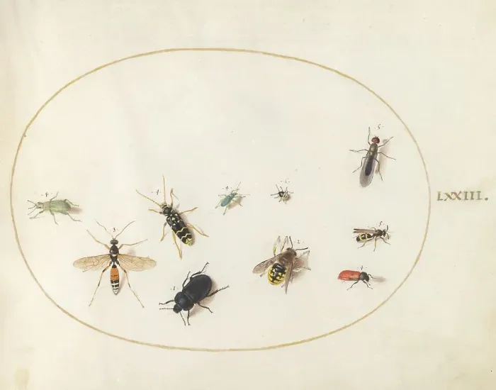 Framed Print : Plate 73: Ten Insects, c. 1575 / 1580. Creator: Joris Hoefnagel Framed Print : Plate 73: Ten Insects, c. 1575 / 1580. Creator: Joris Hoefnagel