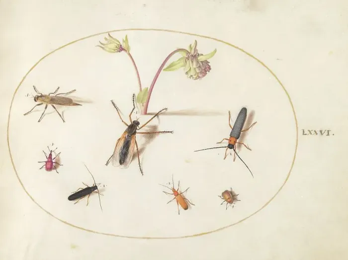 Framed Print : Plate 76: Insects with a Pink and Cream Columbine, c. 1575 / 1580. Creator: Joris Hoefnagel Framed Print : Plate 76: Insects with a Pink and Cream Columbine, c. 1575 / 1580. Creator: Joris Hoefnagel