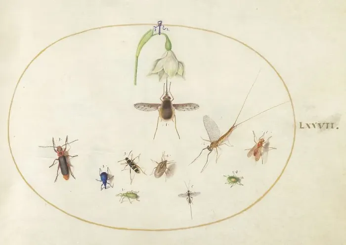 Framed Print : Plate 77: Hummingbird Hawk Moth with a White Flower, Blue and Green Weevils... c. 1575 / 1580. Creator: Joris Hoefnagel Framed Print : Plate 77: Hummingbird Hawk Moth with a White Flower, Blue and Green Weevils... c. 1575 / 1580. Creator: Joris Hoefnagel