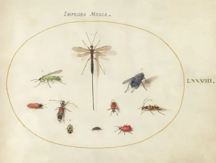 Framed Print : Plate 78: Ten Insects, Including a Blue Fly, c. 1575 / 1580. Creator: Joris Hoefnagel Framed Print : Plate 78: Ten Insects, Including a Blue Fly, c. 1575 / 1580. Creator: Joris Hoefnagel