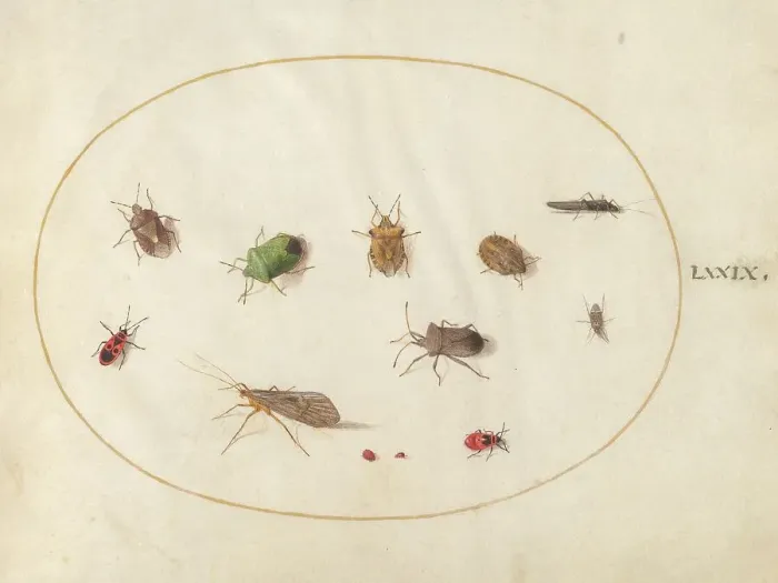 Framed Print : Plate 79: Twelve Insects, Including Shield Bugs, c. 1575 / 1580. Creator: Joris Hoefnagel Framed Print : Plate 79: Twelve Insects, Including Shield Bugs, c. 1575 / 1580. Creator: Joris Hoefnagel