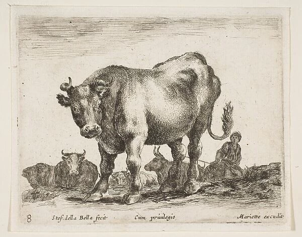 Plate 8: cow, from Various animals (Diversi animali), ca. 1641