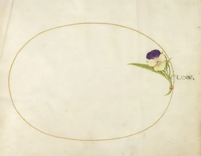 Framed Print : Plate 80: Purple and Yellow Viola, c. 1575 / 1580. Creator: Joris Hoefnagel